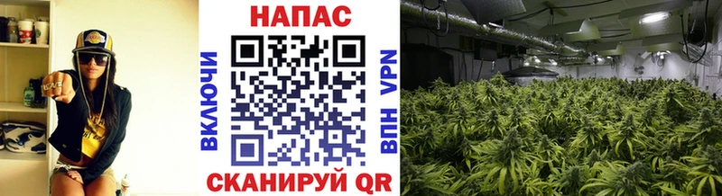 Канабис индика  Красково 